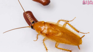 من اين تاتي الصراصير الصغيرة في المنزل