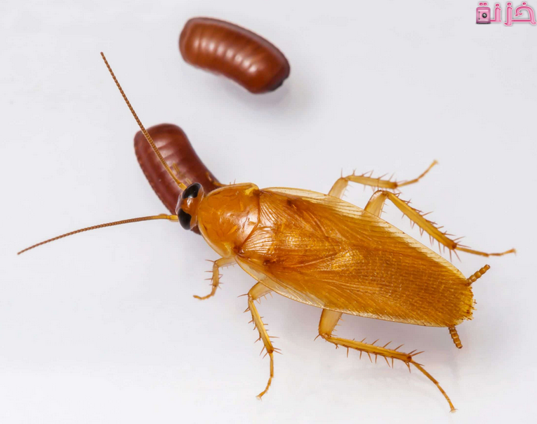 من اين تاتي الصراصير الصغيرة في المنزل