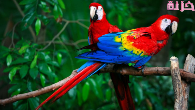 انواع الببغاء واسعارها في مصر