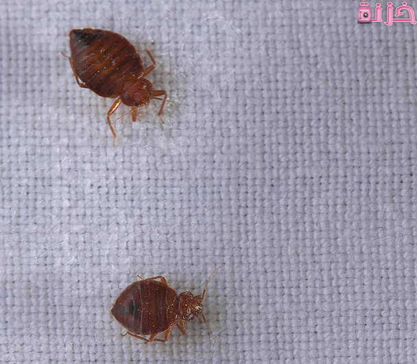 تفسير حلم رؤية الحشرات في المنام