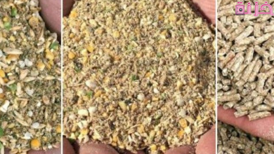 سعر شيكارة العلف 50 كيلو اليوم في مصر