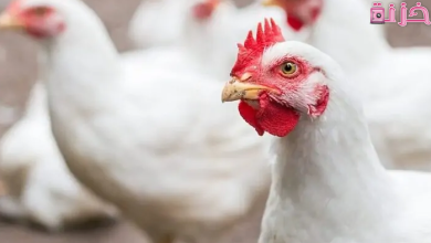 طريقة كيفية زيادة وزن الفراخ البيضاء