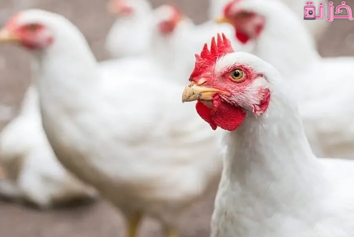طريقة كيفية زيادة وزن الفراخ البيضاء
