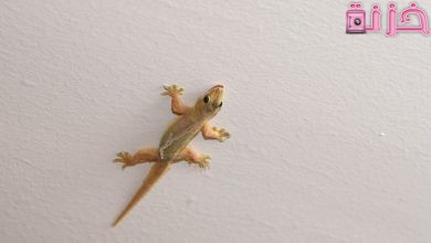 تفسير رؤية الوزغ في المنام