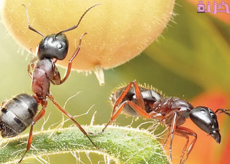 هل وجود النمل في البيت خير أم شر