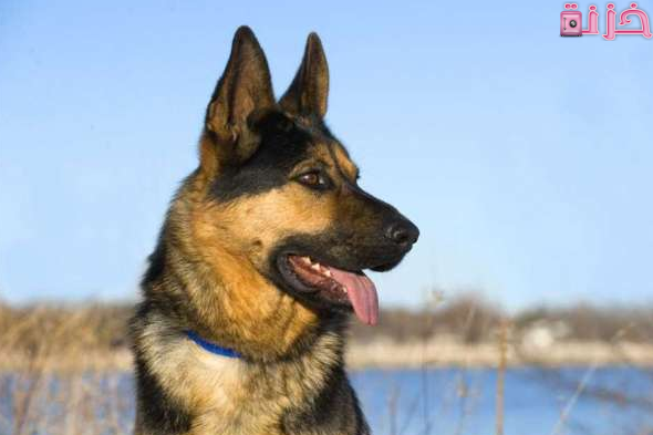 ما معنى رؤية الكلب في المنام