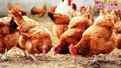 مشروع تربية فراخ الساسو