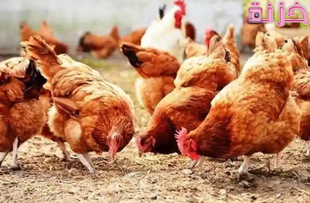 مشروع تربية فراخ الساسو